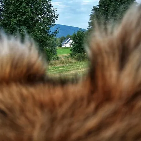 Ostoja