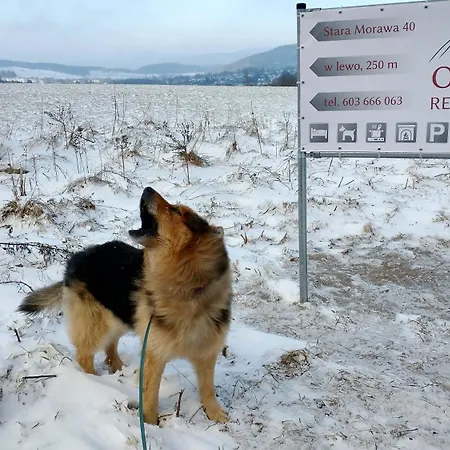 فندق مبيت وإفطار Ostoja Stronie Śląskie